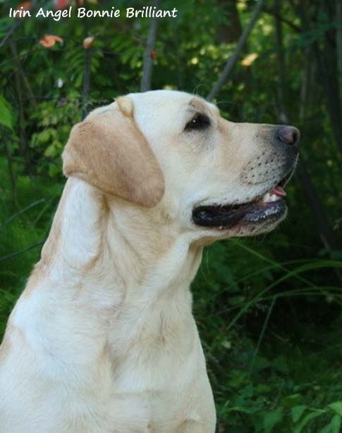 Лабрадор Irin Angel Bonnie Brilliant