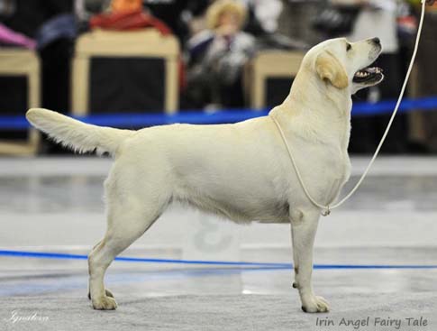 Лабрадор Irin Angel Fairy Tale
