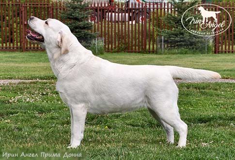 Лабрадор Irin Angel Prima Donna