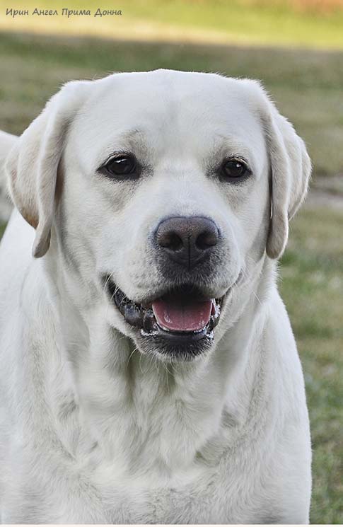 Лабрадор Irin Angel Prima Donna