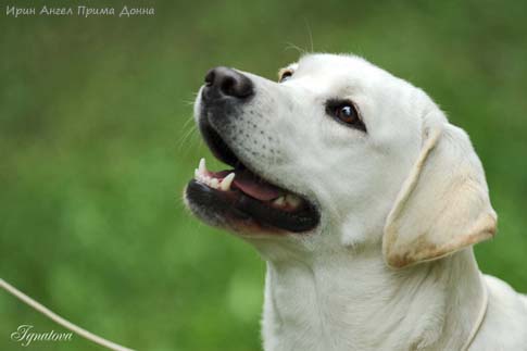 Лабрадор Irin Angel Prima Donna
