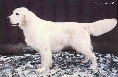 Janward Dollar