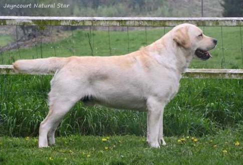 Лабрадор Jayncourt Natural Star