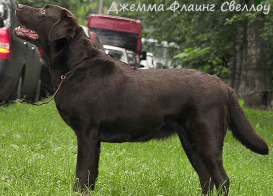 Лабрадор Джемма Флаинг Свеллоу