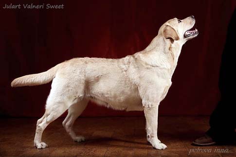 Лабрадор палевый