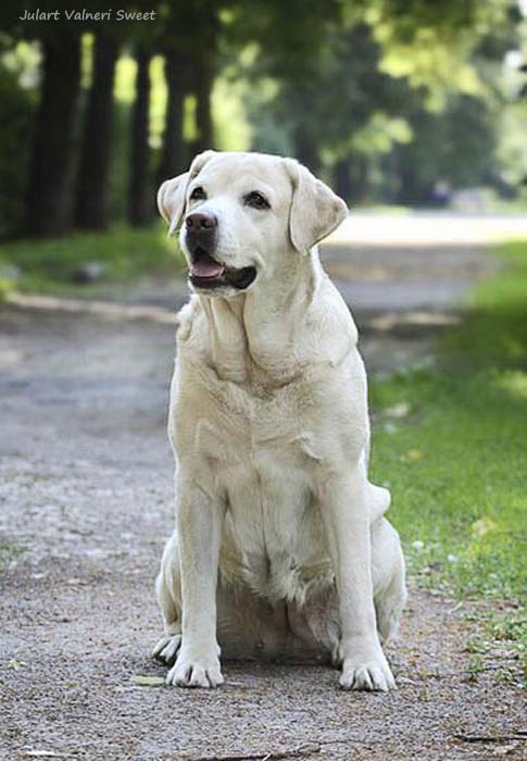 Лабрадор фото
