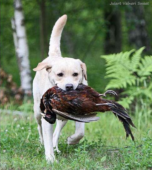 Лабрадор золотистый