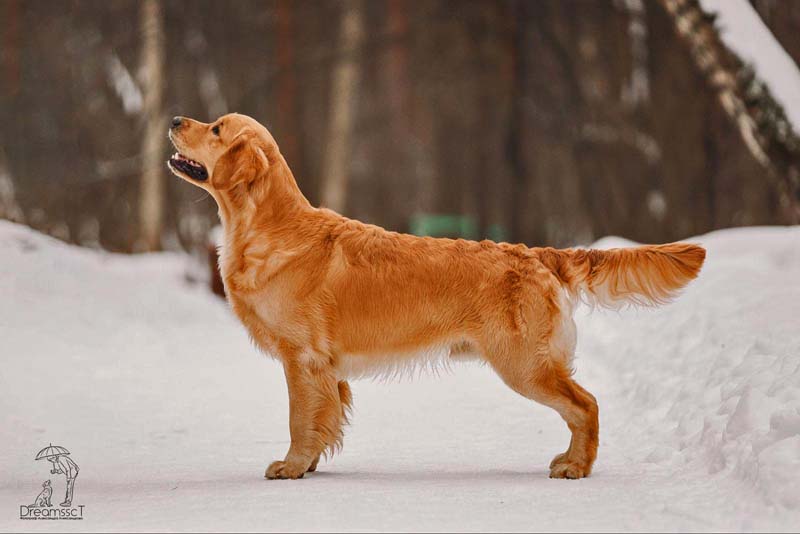  Golden male