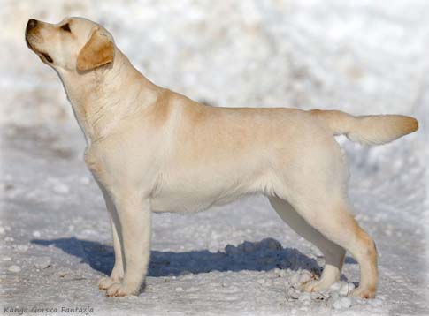 Лабрадор Kanga Gorska Fantazja