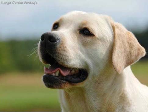 Лабрадор Kanga Gorska Fantazja