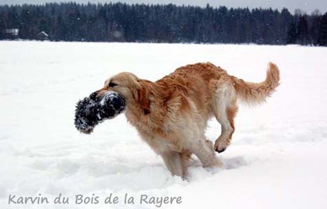 Carvin Du Bois de La Rayere