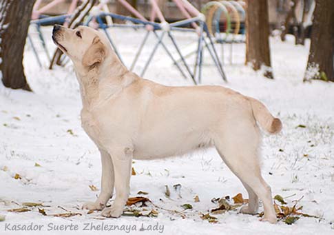 Лабрадор Kasador Suerte Zheleznaya Lady