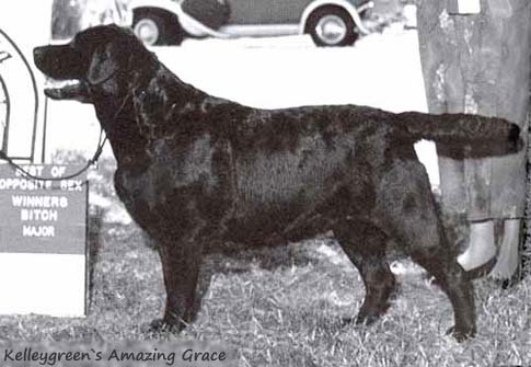 Лабрадор Kelleygreen`s Amazing Grace