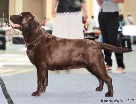 Лабрадор Kendystyle Hi Fi