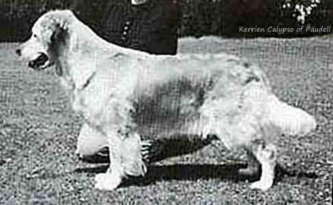 Kerrien Calypso of Paudell