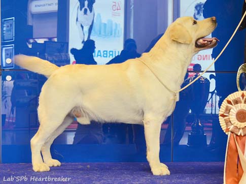 Лабрадор Lab'SPb Heartbreaker