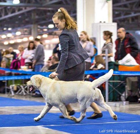 Лабрадор Lab'SPb Heartbreaker