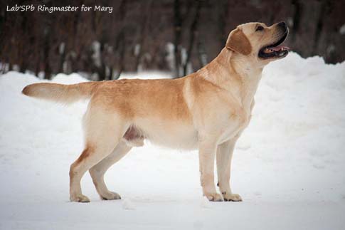 Лабрадор Lab'SPb Ringmaster For Mary