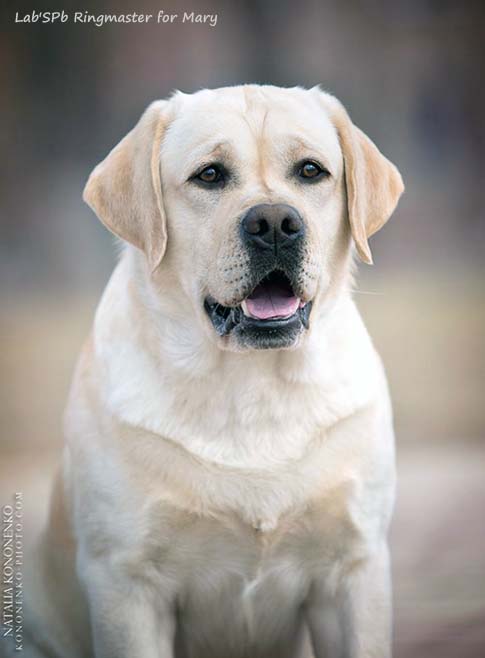 Лабрадор Lab'SPb Ringmaster For Mary