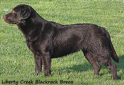 Liberty Сreek Blackrock Breea