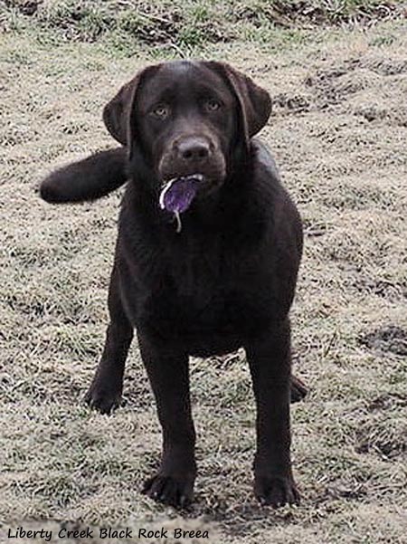 Liberty Сreek Black Rock Breea