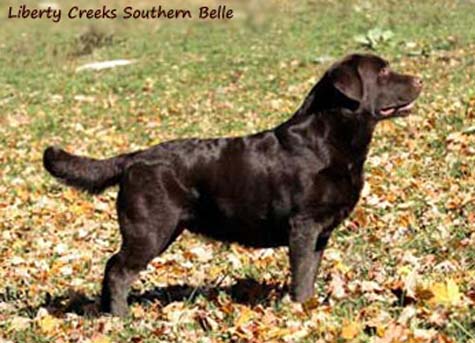 Liberty Creeks Southern Belle