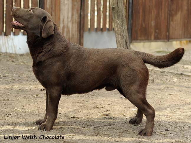 Лабрадор шоколадный Linjor Welsh Chocolate фото