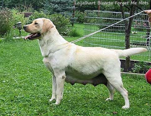 Лабрадор Loijalhart Bizerta Forget Me Nots
