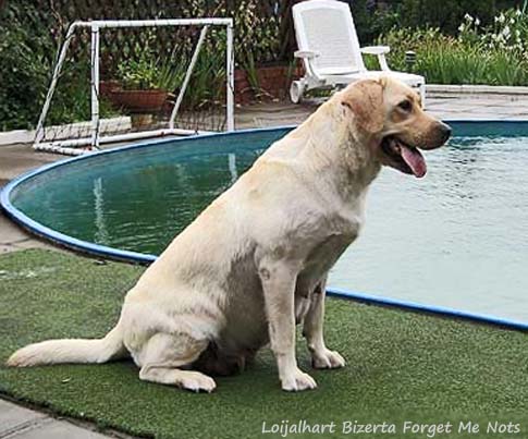 Лабрадор Loijalhart Bizerta Forget Me Nots