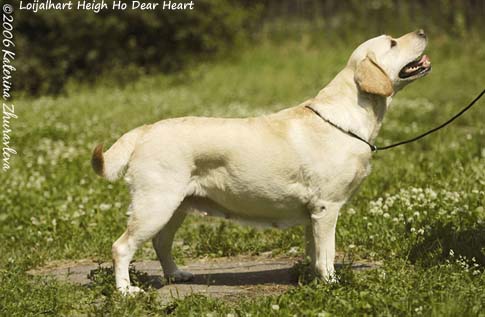 Лабрадор Loijalhart Heigh Ho Dear Heart