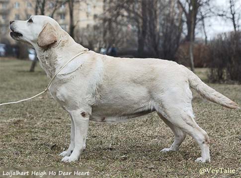 Лабрадор Loijalhart Heigh Ho Dear Heart