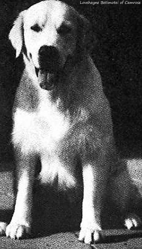  Lovehayne Betimotei of Camrose