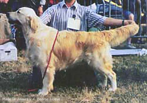 Mabella James v.d. Beerse Hoeve