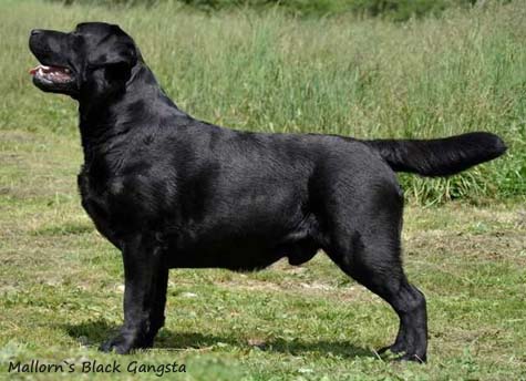 Лабрадор Mallorn's Black Gangsta