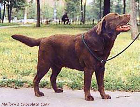 Лабрадор Mallorn's Chocolate Czar