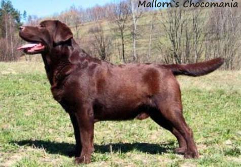 Лабрадор Mallorn`s Chocomania
