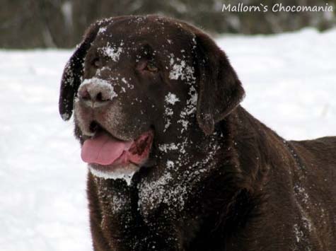 Лабрадор Mallorn`s Chocomania