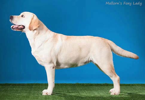 Лабрадор Mallorn's Foxy Lady