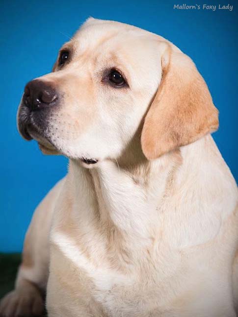 Лабрадор Mallorn's Foxy Lady