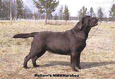 Лабрадор Mallorn's MMM Marabou