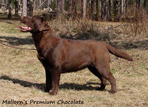 Лабрадор Mallorn's Premium Chocolate