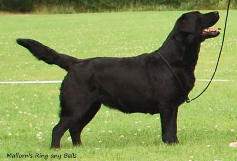 Лабрадор Mallorn's Ring Any Bells