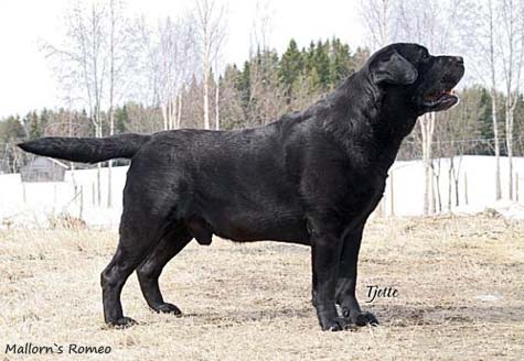 Лабрадор Mallorn's Romeo