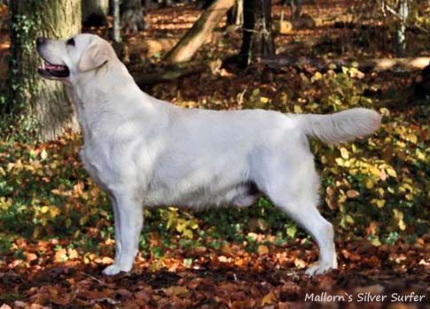 Лабрадор Mallorn's Silver Surfer
