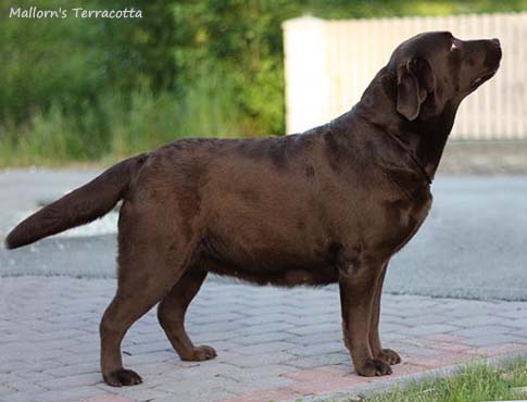 Лабрадор Mallorn's Terracotta