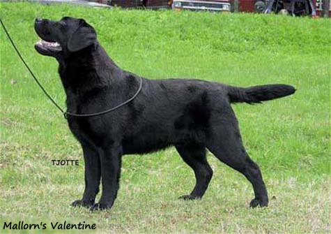Лабрадор Mallorn's Valentine
