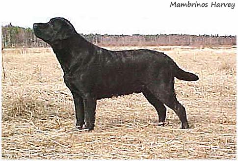 Лабрадор Mambrinos Harvey