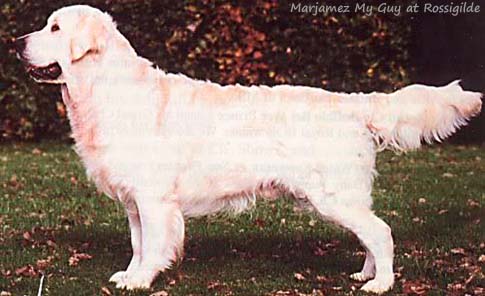 Marjamez My Guy at Rossgilde