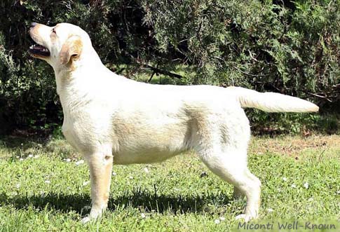 Лабрадор Miconti Well-Noun