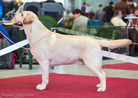 Лабрадор Miconti Yoki-Tokki